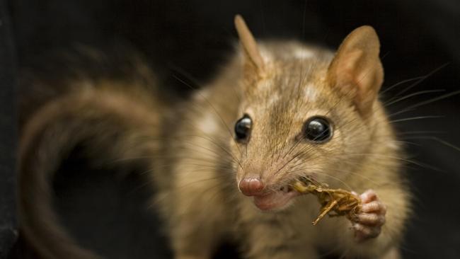 Northern quolls are an endangered species, with many dying due to cane toads. Picture: Jonathan Webb.