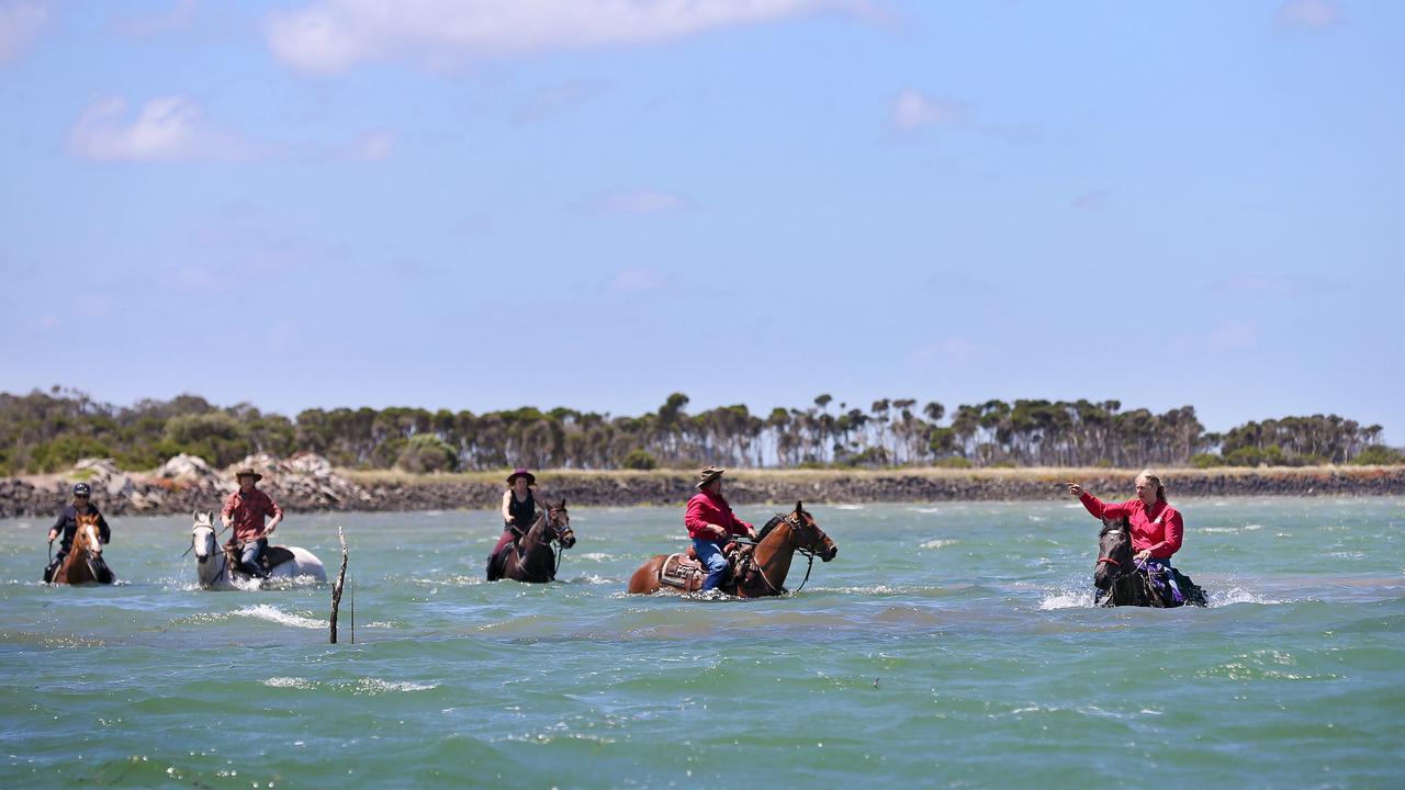 The Snake Island Cattlemens Association conduct tours where people can drive cattle across through the water onto the island, providing a unique horse riding experience. Picture: Andy Rogers