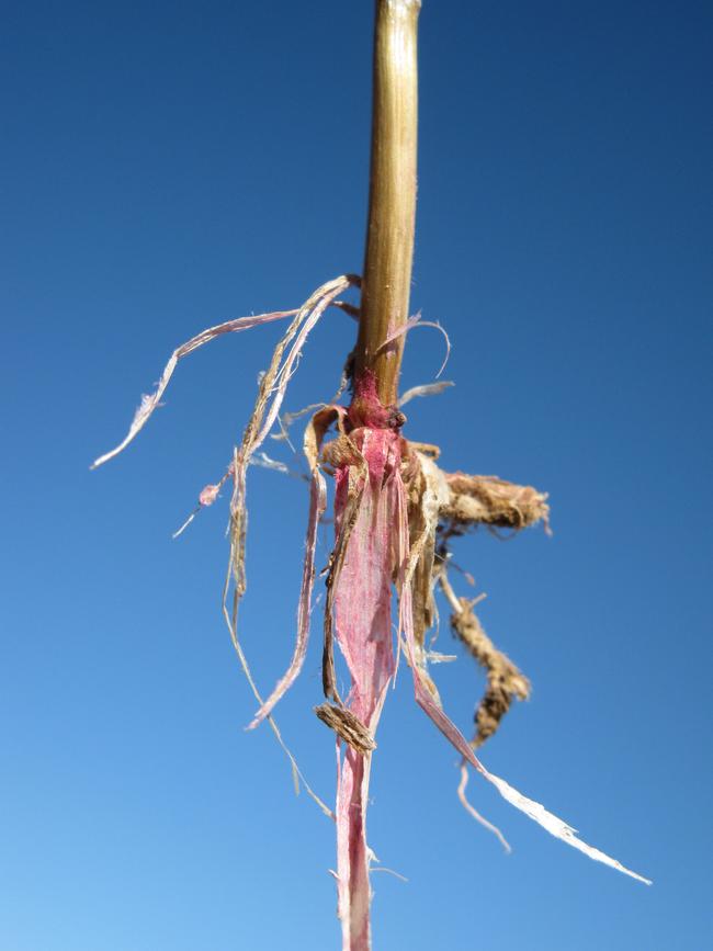 An example of crown rot in a cereal crop.