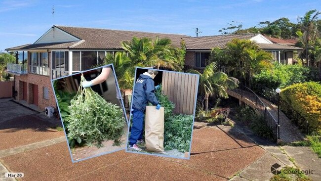 A man, 28, of Ashfield, will plead guilty to knowingly cultivate 277 cannabis plants at a house at Gorokan. Picture: supplied