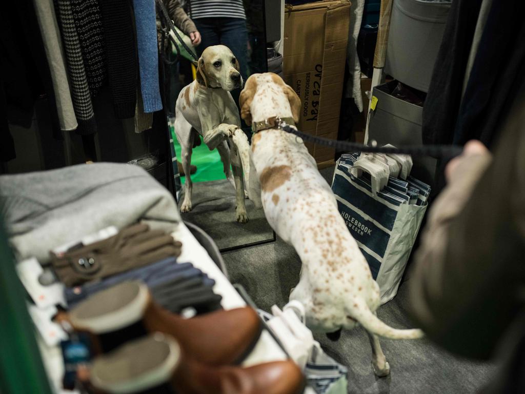 A pointer dog looks at its reflection in a mirror positioned in a clothing trade stall on the first day of the Crufts dog show at the National Exhibition Centre. Picture: AFP