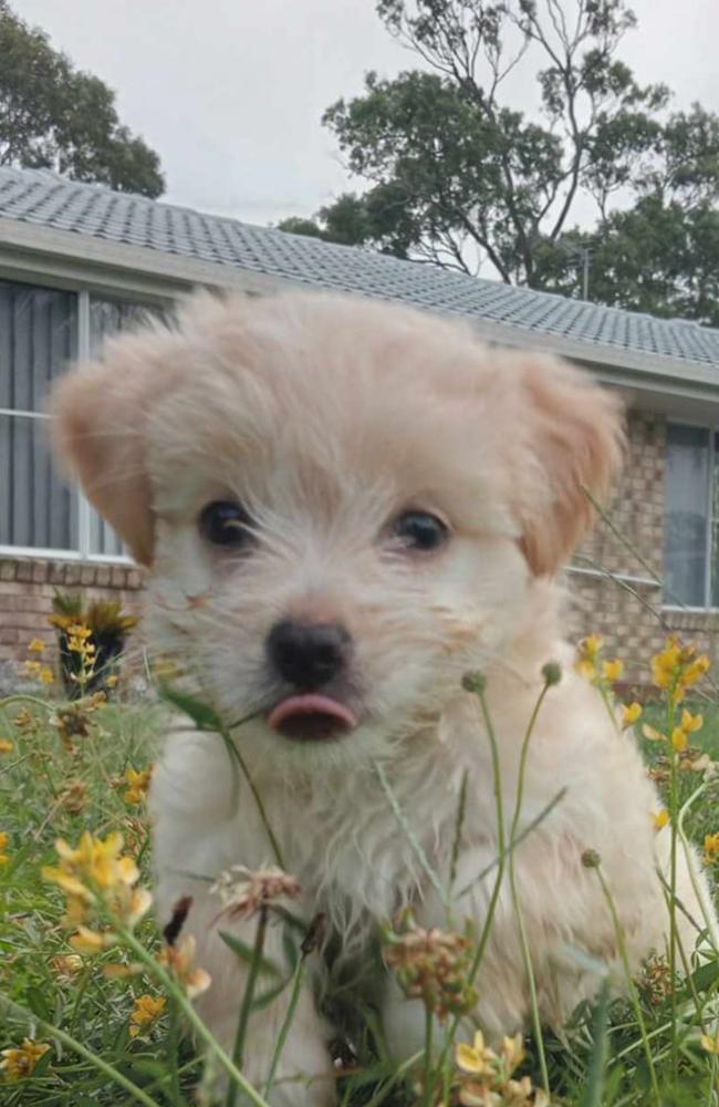 Lily: Deb Voigtlander's 8 week old Malshi