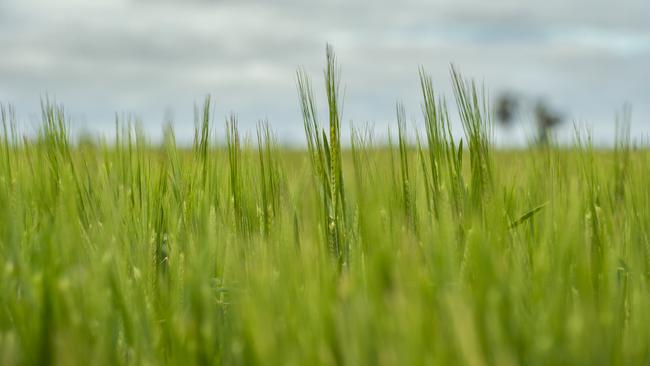 Looking Up: Grain Industry Association of Western Australia chairman Michael Lamond, says moisture in the ground has allowed canola to go into the ground early this season. Picture: ZOE PHILLIPS