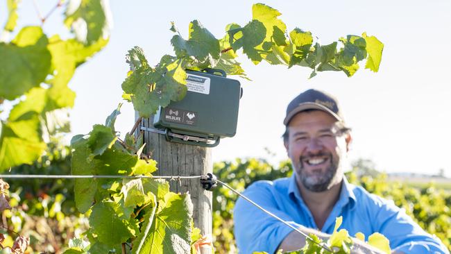 Matt Fowles with a micro-bat recording device in the vineyard. Picture: Zoe Phillips