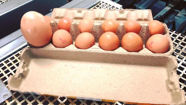 A giant egg produced by a chook in far north Queensland. A normal egg was found inside the big one. Picture: Stockman's Eggs