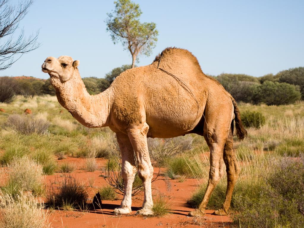 Feral Camel Cull In Northwest South Australia To Begin This Week Geelong Advertiser