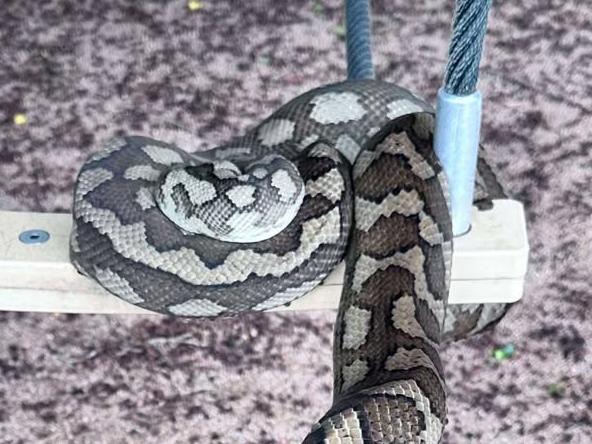 A python trying to catch some sun at the Rowes Bay playground on a very rainy January 30 morning.