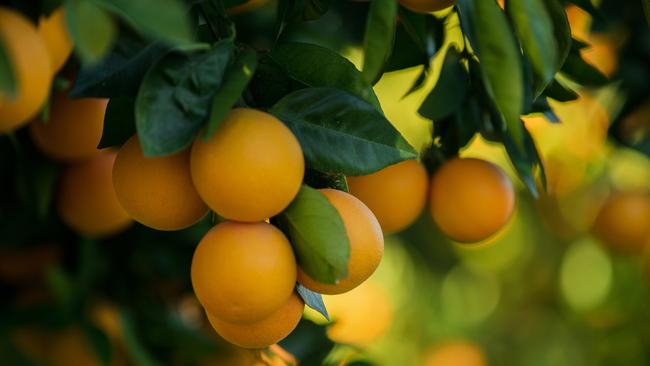 Citrus producers fear people will stop buying fruit juice out of fear it’s unhealthy.