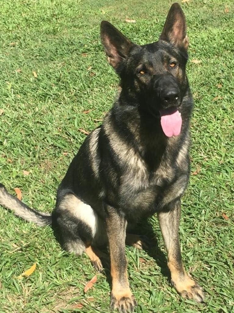 NSW Police dog helps with Coffs Harbour arrest | Daily Telegraph