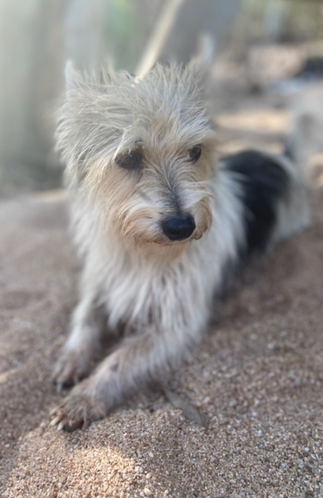 Adored miniature foxy-cross Chili was likely taken by the same saltwater crocodile that targeted Dean Grieve at Port Hinchinbrook, Cardwell, on Friday. Picture: Supplied