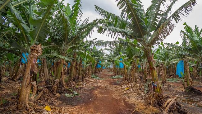 An existing banana plantation at Lakeland. Picture: Regional Development Australia Tropical North.