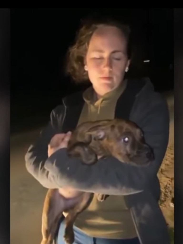 Adelaide woman finds puppies on the side of the road | The Advertiser