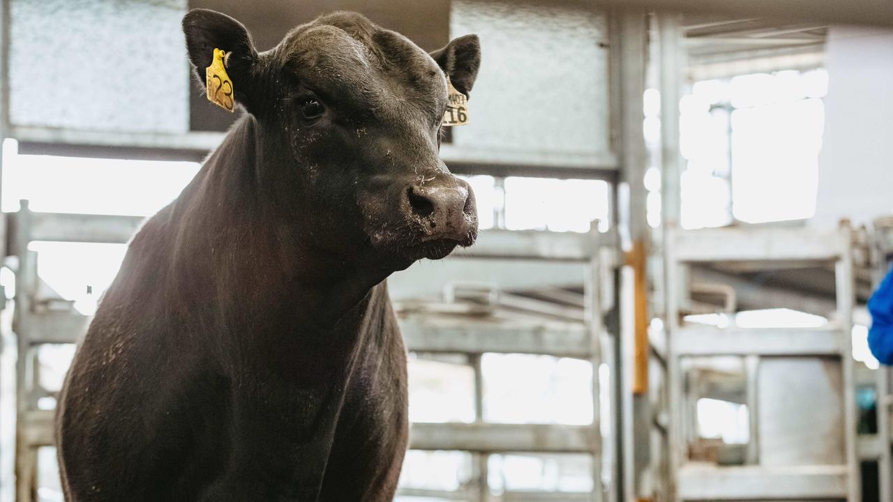 All 31 bulls at the Banquet Bulls spring sale sold. <a href="https://www.weeklytimesnow.com.au/agribusiness/cattle/banquet-spring-bull-sale-2020-recordbreaking-averages-for-stud/news-story/44fac423c4d641955b6beed91611264e" target="_blank">Click here for the full report</a>. Picture: Chloe Smith