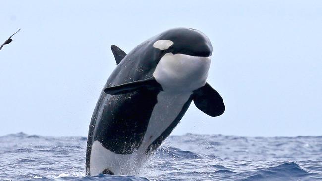 A killer whale breaching during an outing with Naturaliste Charters, Bremer Bay. Picture: Keith Lightbody