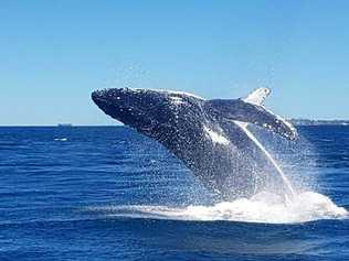 It is common to see whales in the waters off Mackay and the Whitsundays during winter months.