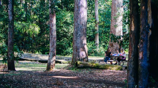 Apple Tree Park, Springbrook. Picture: City of Gold Coast