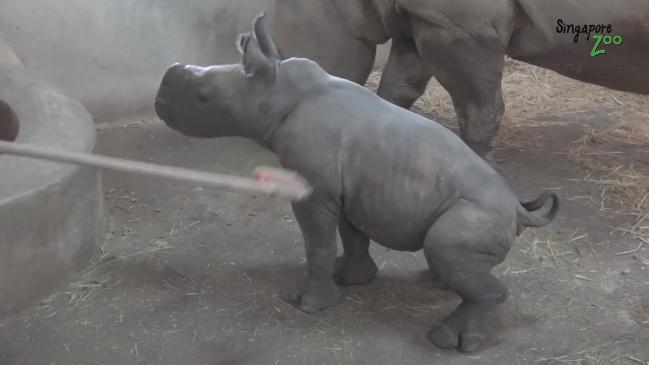 Singapore Zoo Welcomes First Male White Rhino Calf in 5 Years