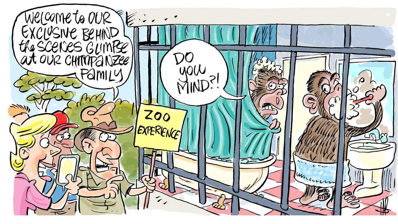 Harry's view on chimp encounters at the Rocky Zoo.