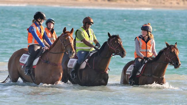 Darren Weir horses Gailo Chop, Tosen Stardom and Big Duke enjoy a dip at Warrnambool. Picture: Robin Sharrock