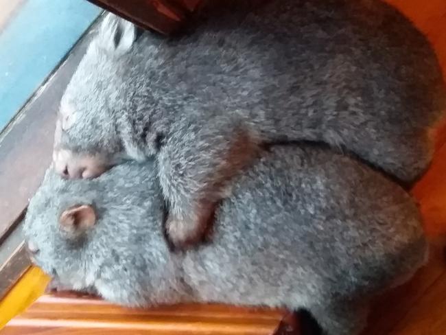 Two rescued wombat and best buddies Wanda and Ben. Picture: Supplied.