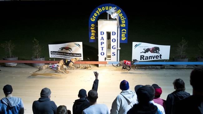 Punters trackside at the Dapto Dogs.