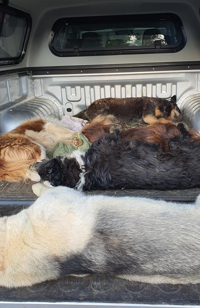 A devastated Woodford family lost five dogs in five hours to suspected 1080 baiting in 2020. Picture: Candice Gurtner