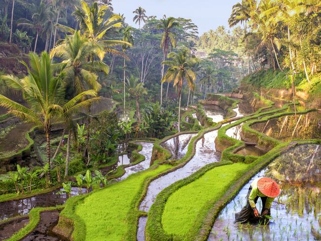 Rice field workers in Bali, IndonesiaEscape 24 March 2024NewsPhoto - iStock