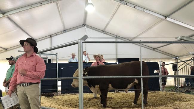 Selling action as another bull is offered at the Injemira sale. Picture: Fiona Myers