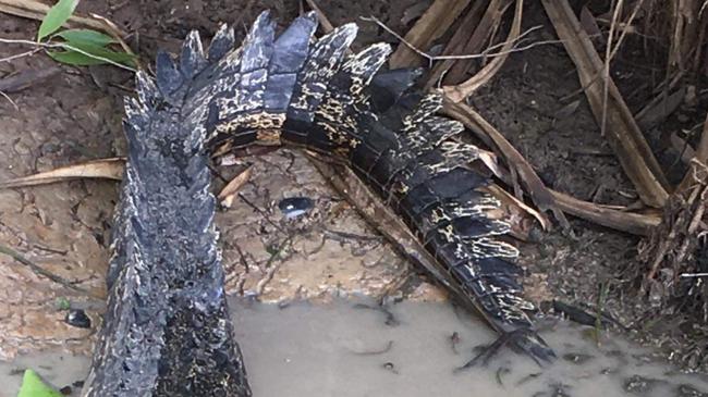 A saltwater crocodile spotted on the Yellow Water cruise in Kakadu. Picture: Supplied.