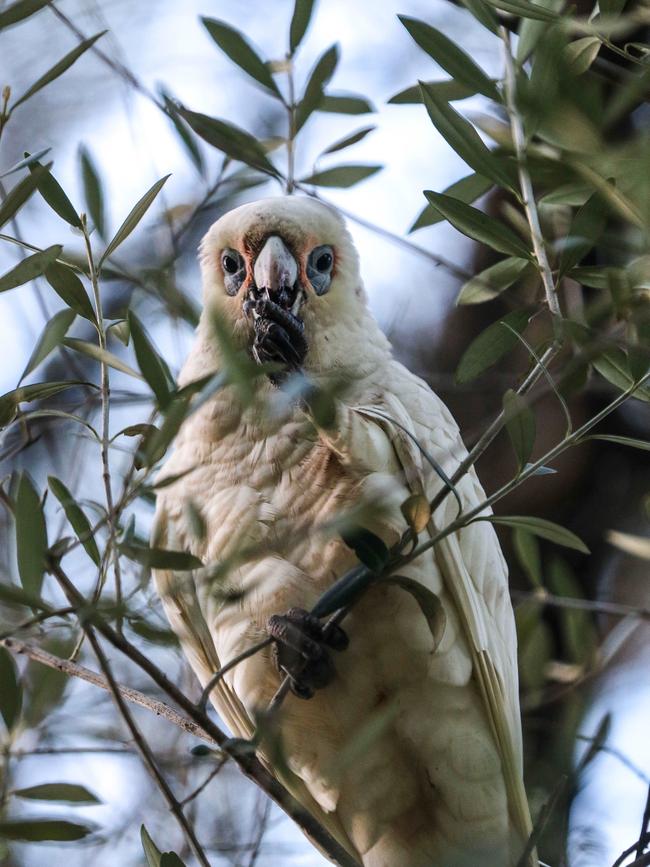 How would you deal with corellas? Picture: Russell Millard/AAP