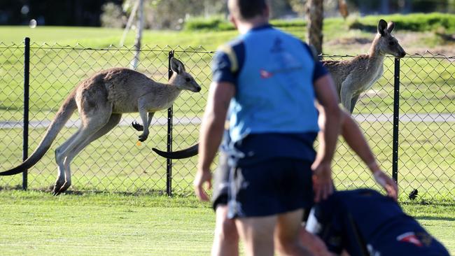 Wallabies watch the Wallabies training at Sanctuary Cove on the Gold Coast. Pics Adam Head