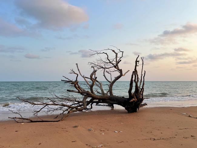 A dramatic bit of driftwood washes up on Wagait Beach. Picture: Amanda Stoker