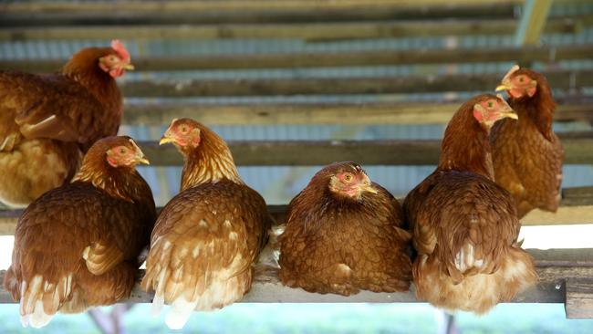 Hyline chooks roost. Picture: Andy Rogers