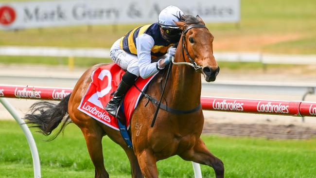 Promising three-year-old Licensed can repeat his brilliant debut win when he steps out at Cranbourne on Friday night. Picture: Racing Photos via Getty Images