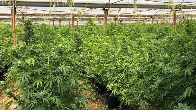 A sea of cannabis found in one of the glasshouses. Picture: SA Police.