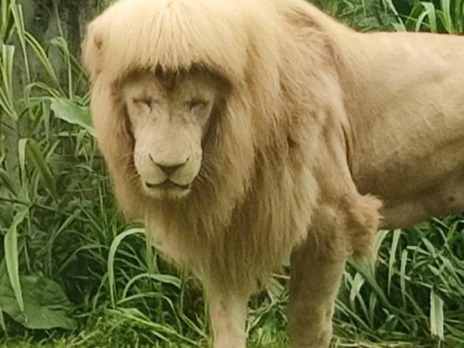 Lion with mullet causes uproar