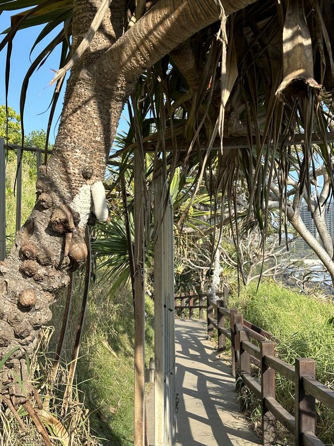 Pandanus roots seemingly made to resemble male genitalia along Burleigh's Oceanview track have been given a G-rated paint job overnight.