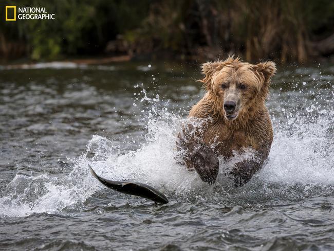 On a mission ... A grizzly bear chasing a salmon in the river, and the salmon trying to escape jumping out of the water. Picture: Meril D./2016 National Geographic Nature Photographer of the Year