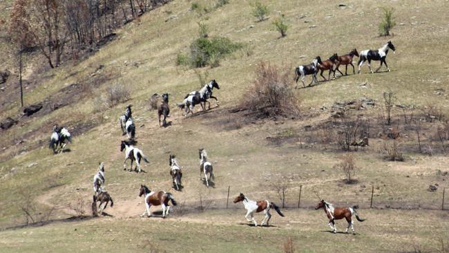 Brumbies at Bundara near the Bogong High Plains. Picture: Mick McCamish
