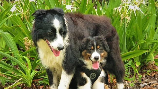 PHOTOS: Gold Coast’s cutest dogs 2022