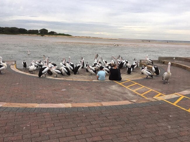 The pelican feeding area at The Entrance during COVID-19. Picture: Facebook
