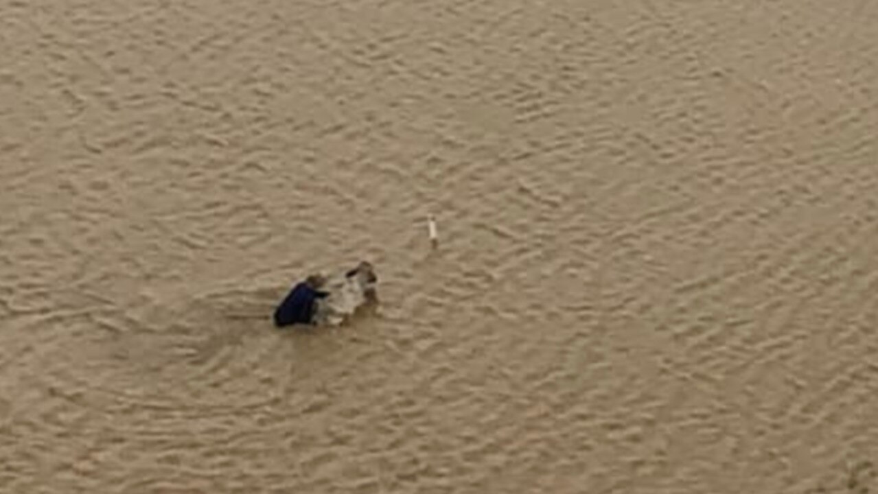 Farmer Fights to Save Remaining Cattle After Losing Thousands in Queensland Floods