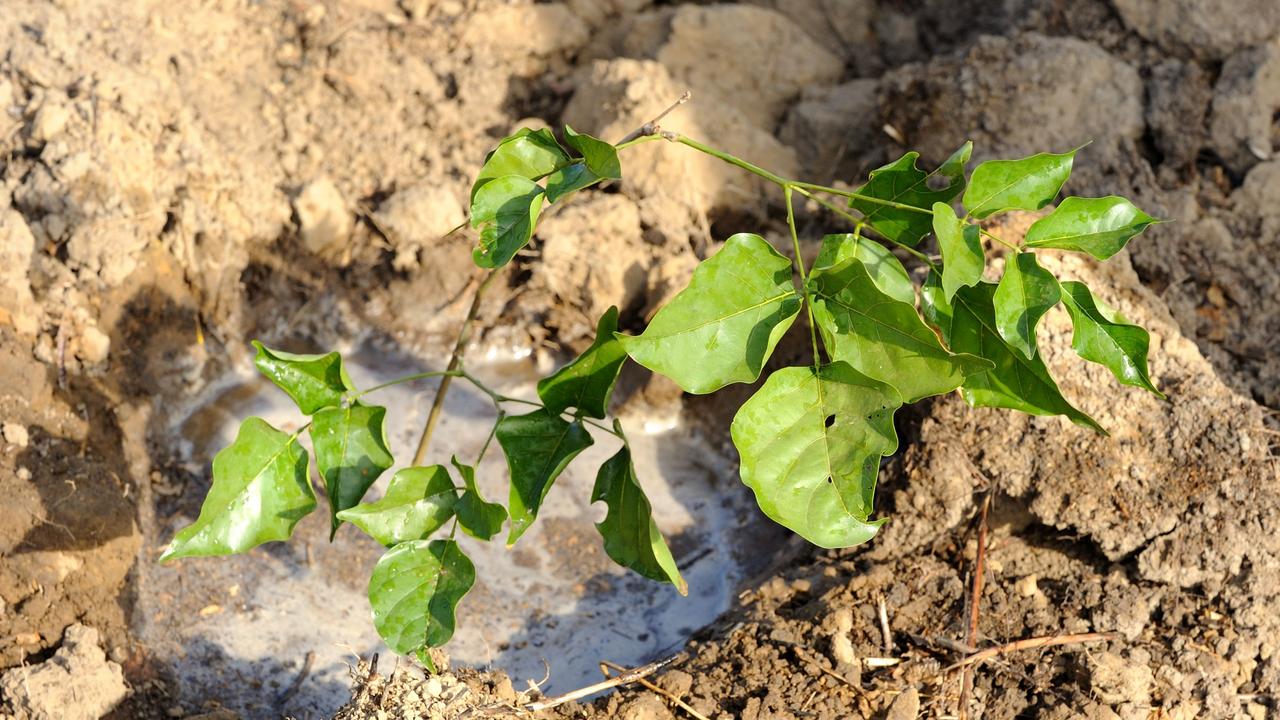 Oil from pongamia pinnata seeds can be used as biodiesel fuel.