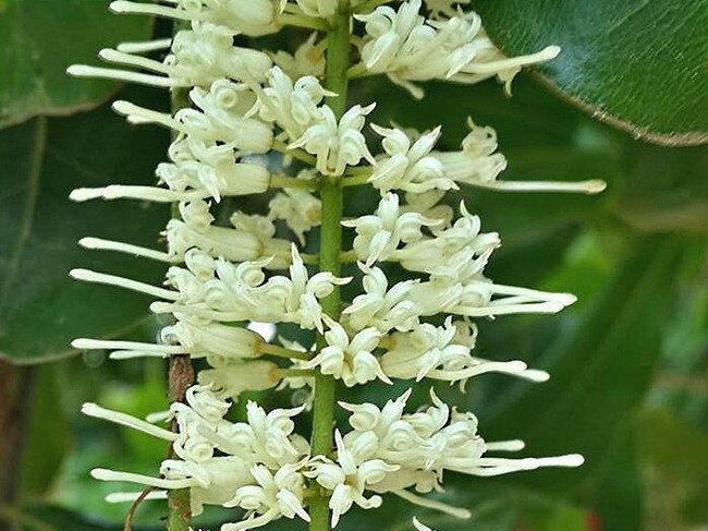 Endangered CQ macadamia becomes genetic supermodel