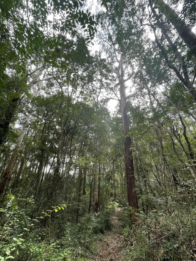 Cumberland State Forest is home to endangered Sydney turpentine-ironbark forest and blue gum high forest trees.