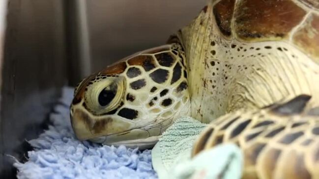 Turtle Speared by Hunters