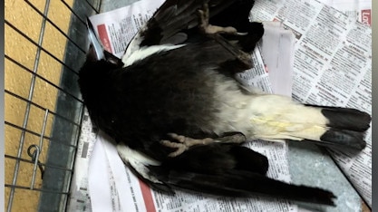 Southport locals rushed a number of sick magpies found in their suburb.