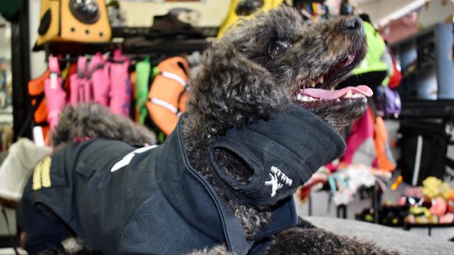 Toy Poodle Harvey, 2, knows he’s looking good! Picture: Isabella Magee