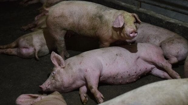 Pigs in a piggerie in Henan province, China. Picture: AFP.