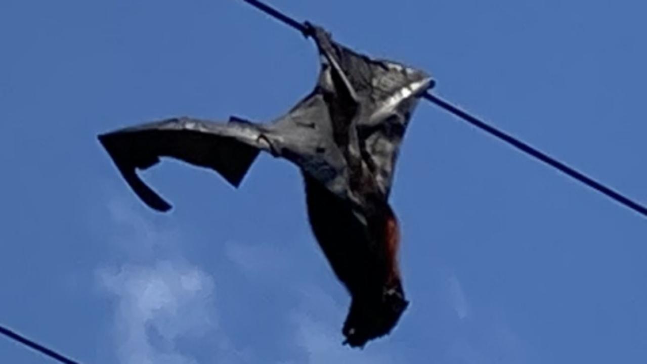 This one’s location 5m from the ground and on an electrical wire above a residential neighbourhood left everyone at the mercy of authorities. The initial advice was it could take up to five days for Energex to remove the animal.